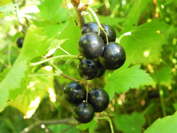 Gäng mogna svarta vinbär på en buske i trädgården. — Stockfoto