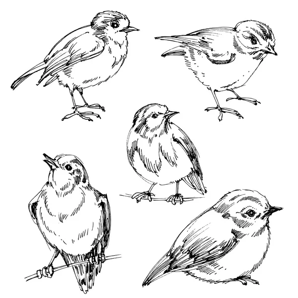 Fåglar set. Handritad söta fåglar, svarta konturer för färgläggning — Stock vektor
