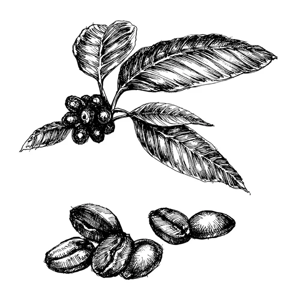 Coffee set. Coffee plant and beans isolated drawings — ストックベクタ