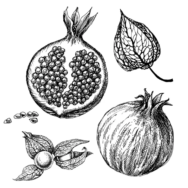 Set melograno, disegni a mano isolati. Frutto della physalis autunnale — Vettoriale Stock