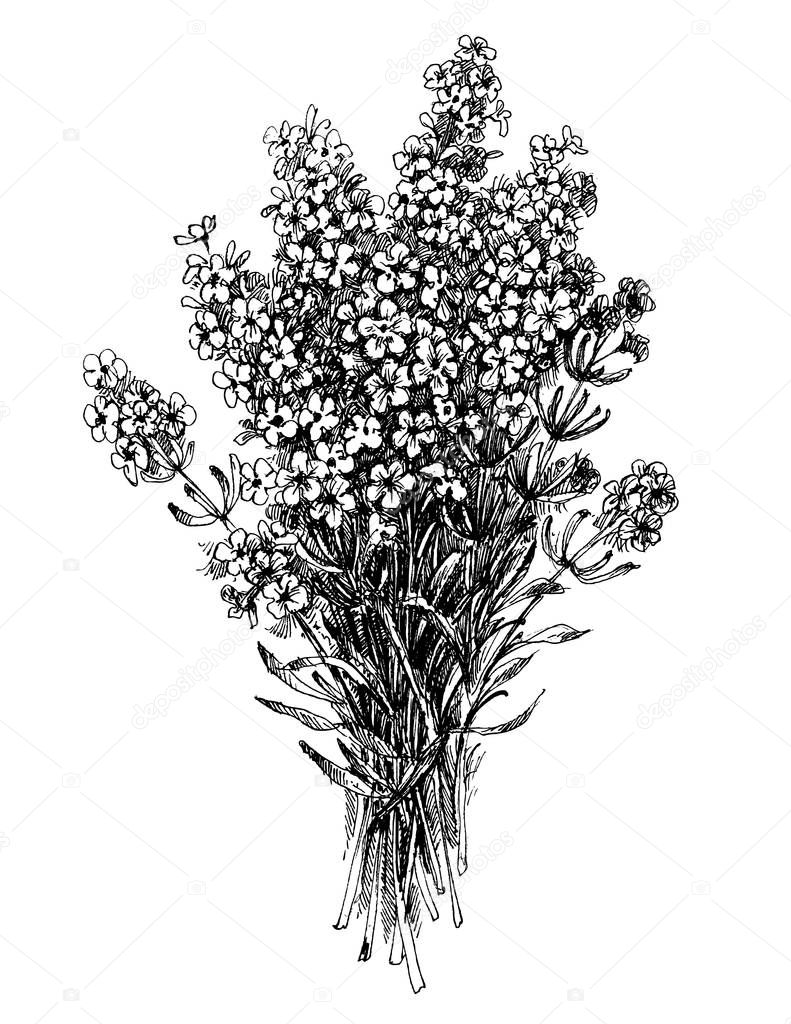 Lavender flower bouquet, floral engraving vector design