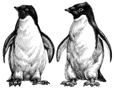 Penguen çizim ayarla