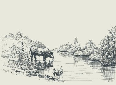 İnek içme suyu Nehri sahilinde