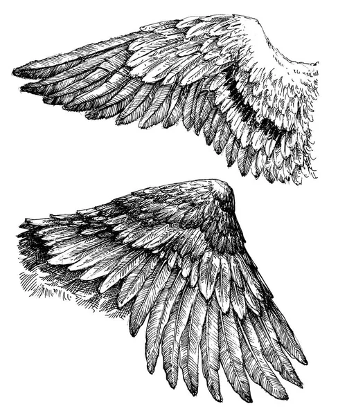Flügel-Vektorzeichnung — Stockvektor
