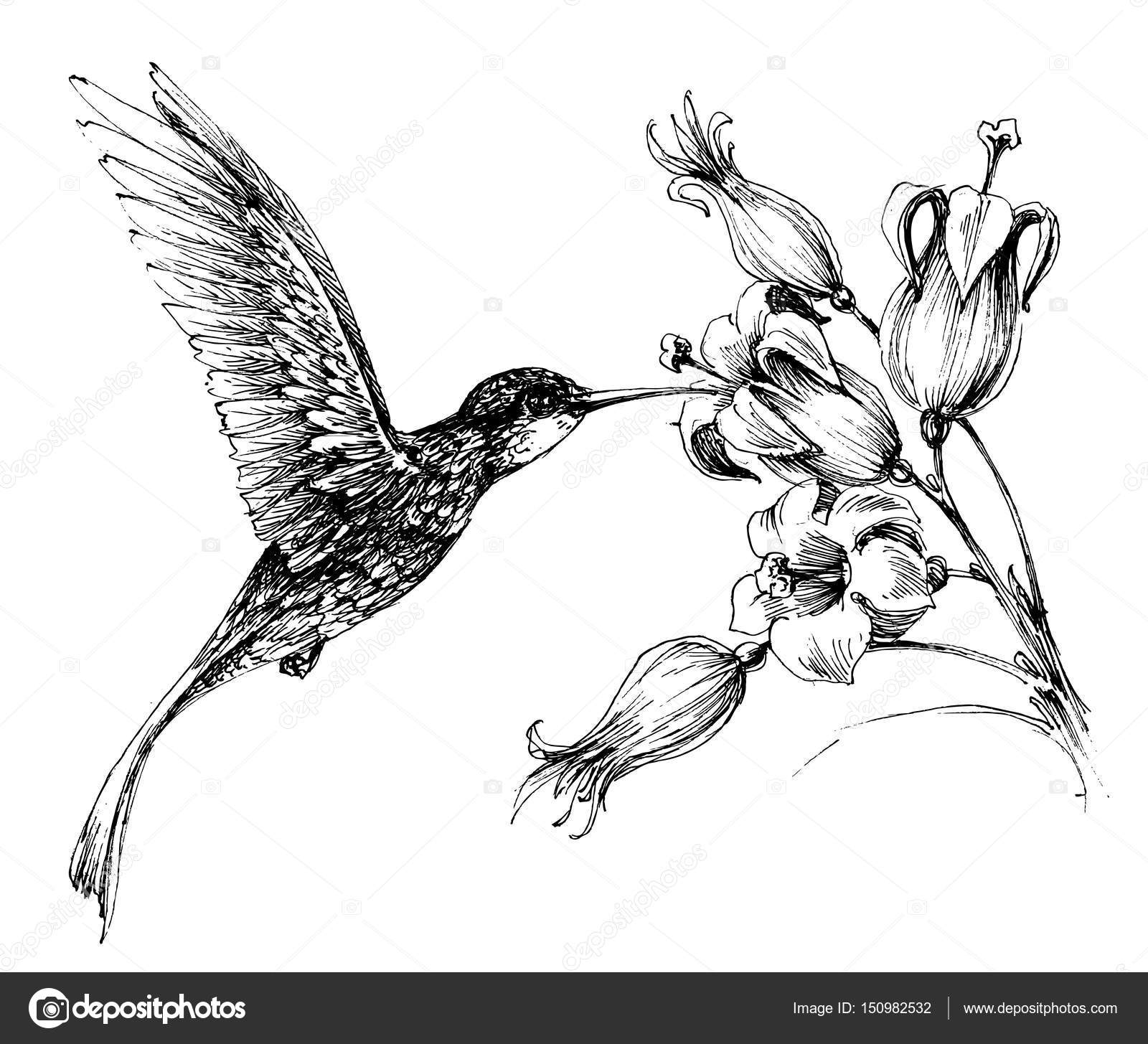 Colibrí en vuelo dibujo vector, gráfico vectorial © Danussa imagen