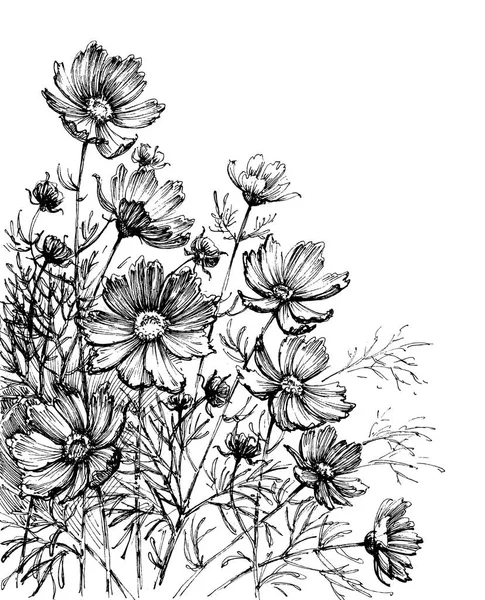 Kosmos květiny Ruční kresba — Stockový vektor