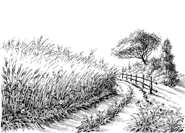 穀物分野のベクトル描画 — ストックベクタ