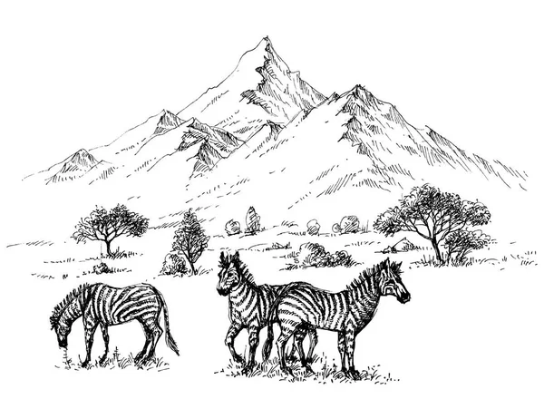 Zebras no deserto esboço fundo — Vetor de Stock