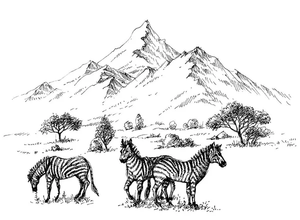 Zebras in wilderness sketch background — Stock Vector