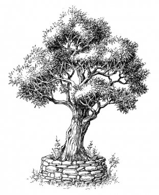 Zeytin ağacı vektörü