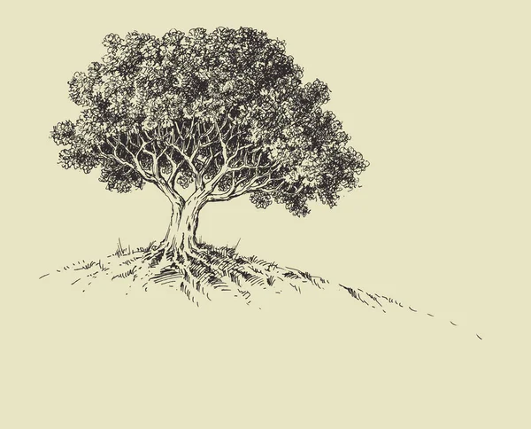 Nature Wallpaper Tree Bloom Hand Drawing — Stock Vector