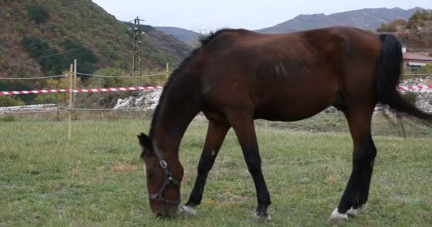 Tráva pojídající koně — Stock video