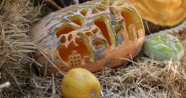 Carving Helloween pumpkin — Stock Video