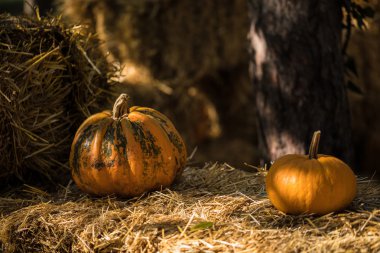 Helloween kabak partisi için