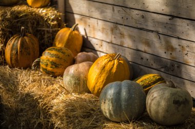 Helloween kabak partisi için