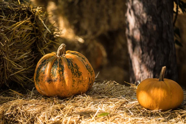 Helloween sütőtök-Party — Stock Fotó