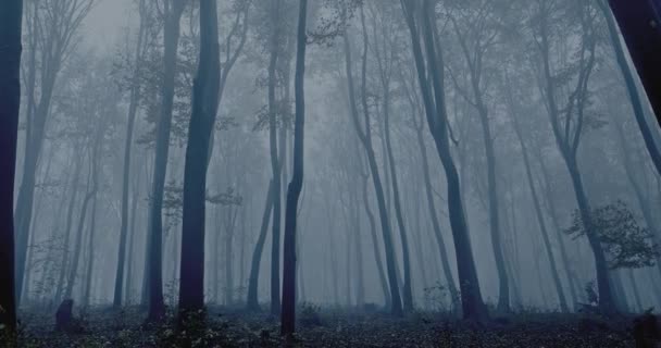 Ομιχλώδες δάσος με δέντρα — Αρχείο Βίντεο