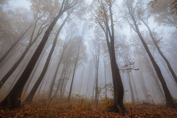 Misty forest shoot at wide angle — Stock Photo, Image