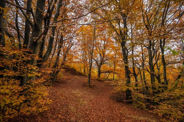 Kolory jesieni lasu i przyrody — Zdjęcie stockowe