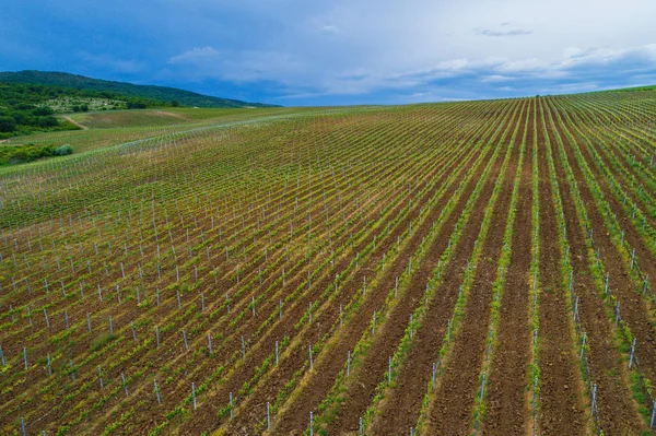 Feld von Rotweinreben — Stockfoto