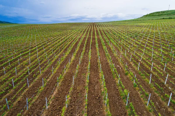 Feld von Rotweinreben — Stockfoto