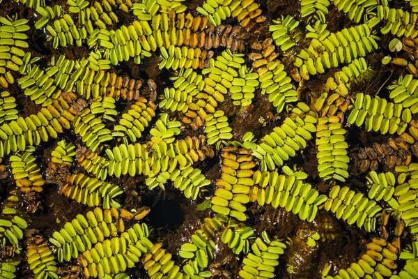 Textura de folhas verdes no pântano — Fotografia de Stock