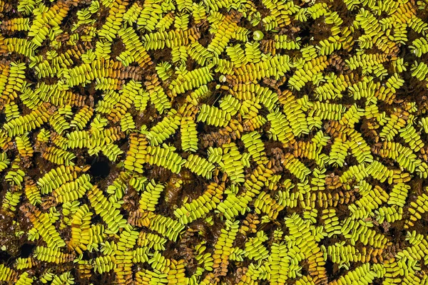 Texture foglie verdi in palude — Foto Stock