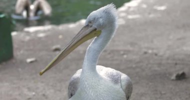 Pembe bir Pelikan su sıçramalarına