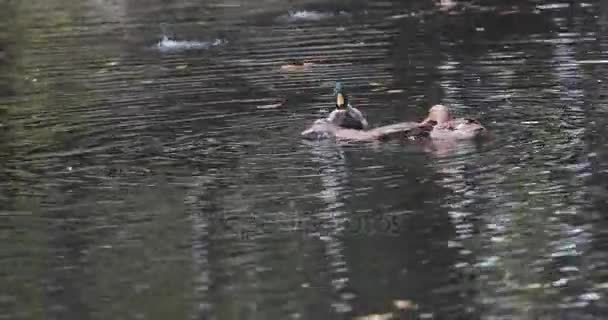 Утка плавает в озере или реке с голубой водой — стоковое видео