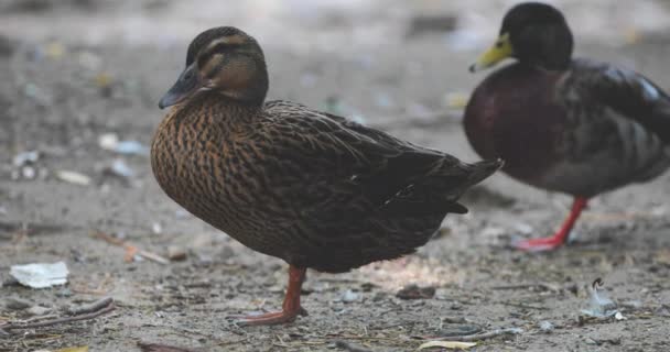 Eend zwemt in het meer of rivier met blauw water — Stockvideo