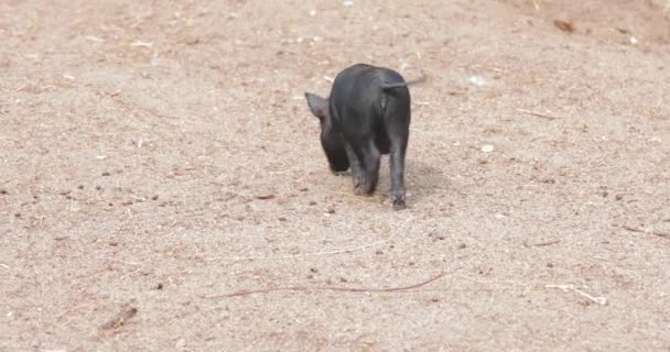 Маленькая свинья на ферме — стоковое видео