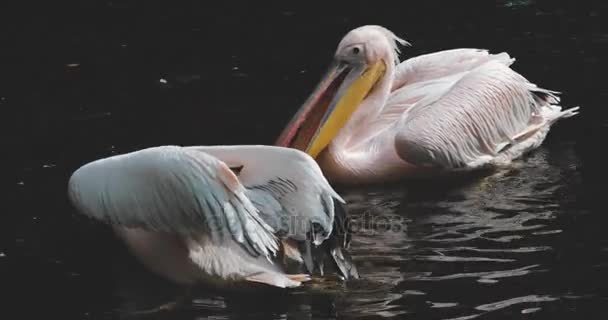 Een Roze pelikaan spatten water — Stockvideo