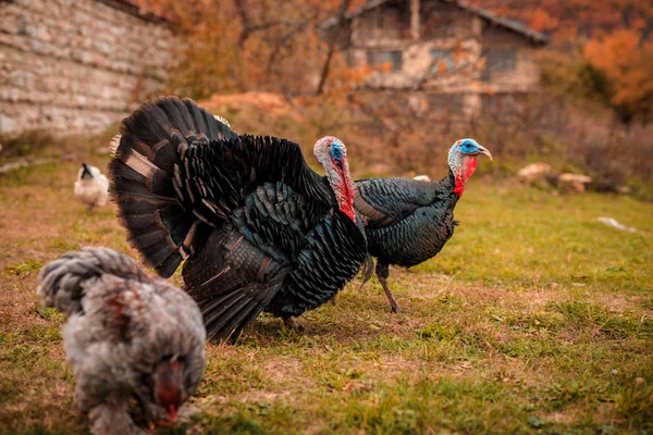 Turkey in village farm — Stock Photo, Image