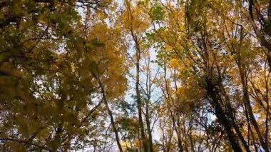 Sonbahar orman yürüyüş 