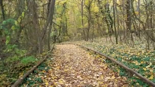 Promenade en forêt d'automne — Video