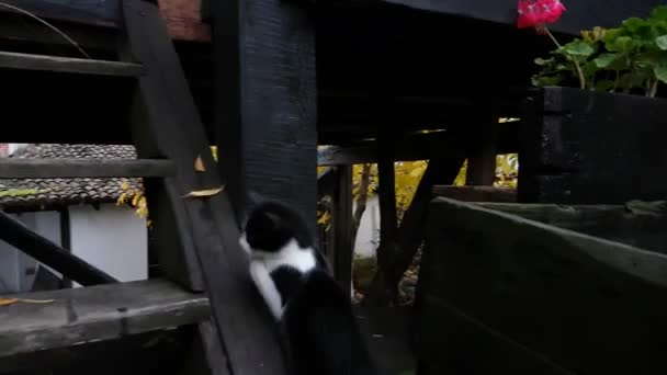 Liten katt i gamla hus — Stockvideo