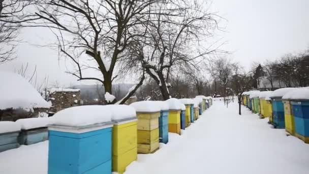 Reihen Bunter Bienenstöcke Winter Mit Schnee Bedeckt — Stockvideo
