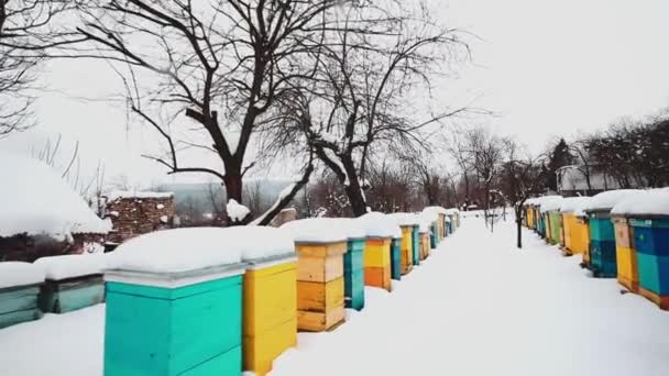 Rijen Van Kleurrijke Bijenkorven Bedekt Met Sneeuw Winter — Stockvideo