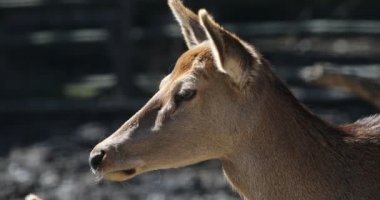 Geyik vahşi orman portre görünümünde açık kahverengi