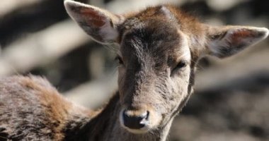 Geyik vahşi orman portre görünümünde açık kahverengi