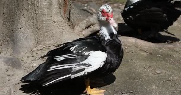 Černá Kachna Poblíž Jezera Stojící — Stock video