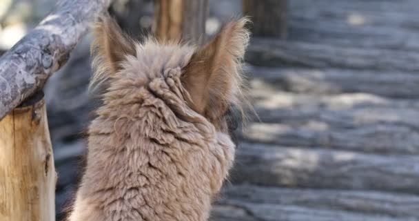 Lama Glama Lama Glama Farm Peru — Stockvideo