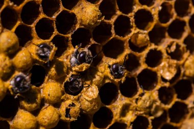 Yeni doğan arı peteği üzerinde