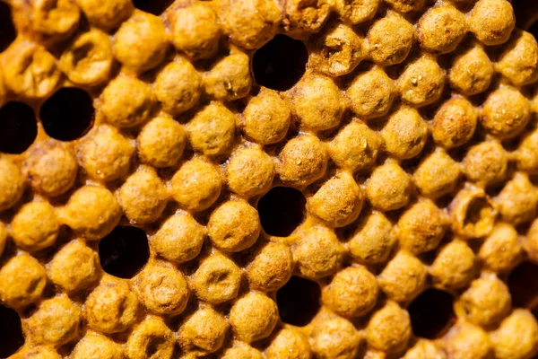 Νεογέννητη μέλισσα στην κηρήθρα — Φωτογραφία Αρχείου