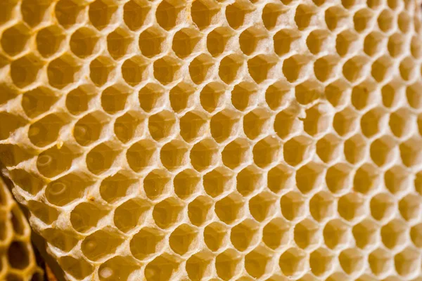 Пчела-новорожденный на сотах — стоковое фото