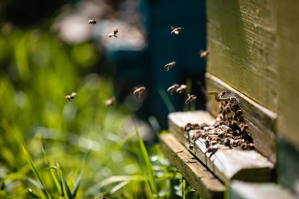緑のオータムフィールドで素敵なカラフルな木の巣箱 蜂蜜の農場を飛び回っている多くの蜂と一緒に働く — ストック写真