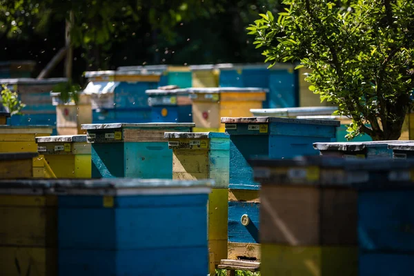 美丽而五彩斑斓的木材蜂窝在一片绿色的原野上 与许多蜜蜂一起在蜂蜜农场上空飞舞 — 图库照片