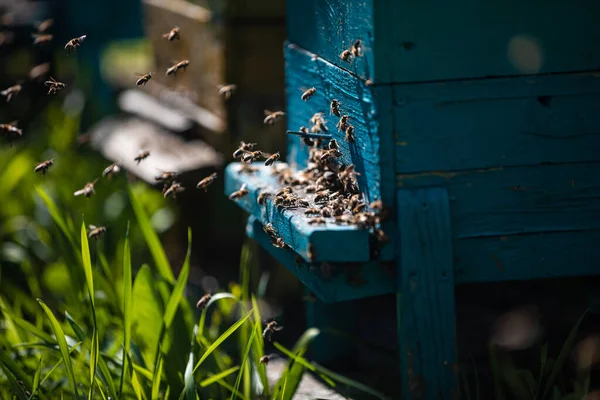 Nice Colourful Wood Beehives Green Authum Field Working Apiary Many — Stock Photo, Image