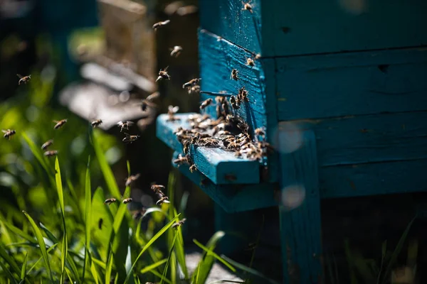 Schöne Und Farbenfrohe Bienenstöcke Aus Holz Auf Einem Grünen Acker Stockfoto