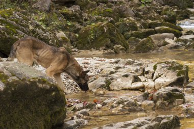 Başıboş köpek içecekler su